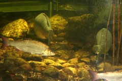 NUP Natur- und Umweltpark Gstrow